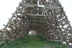 Stockfish drying...everywhere (Seth J. Frantzman)