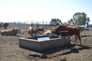 Cows drinking water